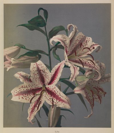 Lily by Kazumasa Ogawa