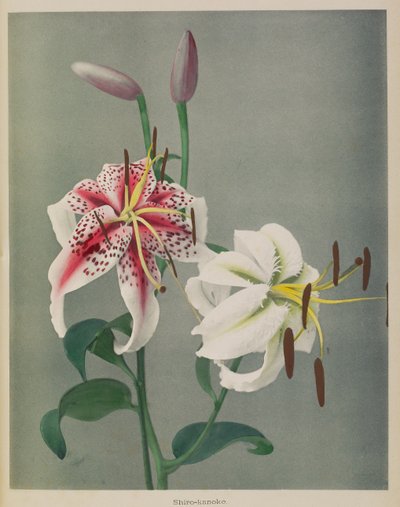 Lily by Kazumasa Ogawa