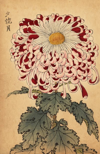 Hybrid crimson and white spoon chrysanthemum by Keika Hasegawa