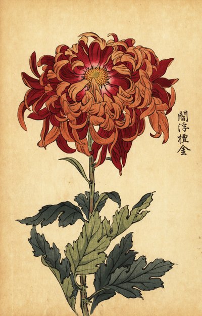 Hybrid orange and crimson chrysanthemum (1893) by Keika Hasegawa