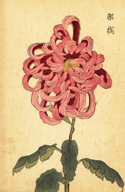 Hybrid Pink and Crimson Chrysanthemum (engraving) by Keika Hasegawa