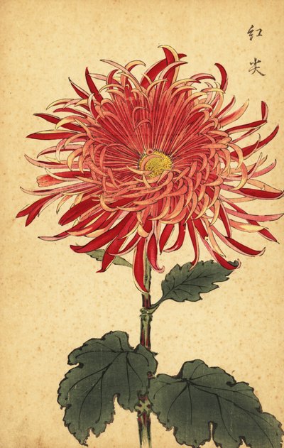 Hybrid pink and crimson chrysanthemum, 1893 by Keika Hasegawa