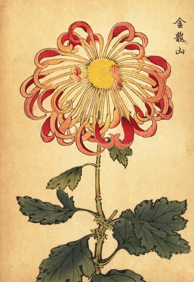 Hybrid pink curled spoon chrysanthemum (engraving) by Keika Hasegawa