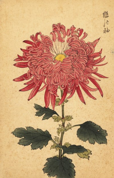 Hybrid pink quill chrysanthemum by Keika Hasegawa