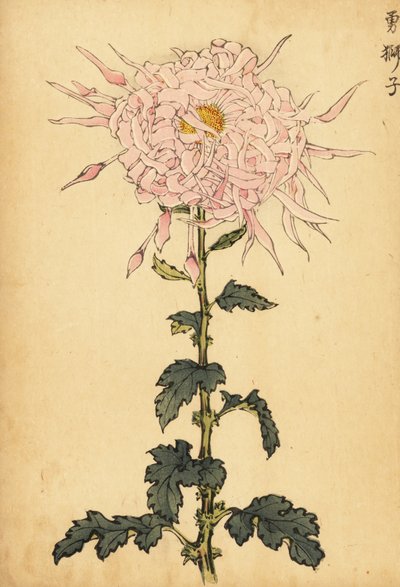 Hybrid Pink Spider Chrysanthemum, 1893 (engraving) by Keika Hasegawa