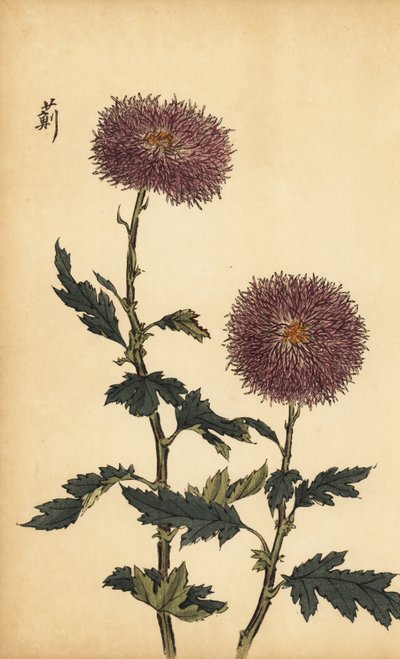 Hybrid Purple Chrysanthemum (engraving) by Keika Hasegawa