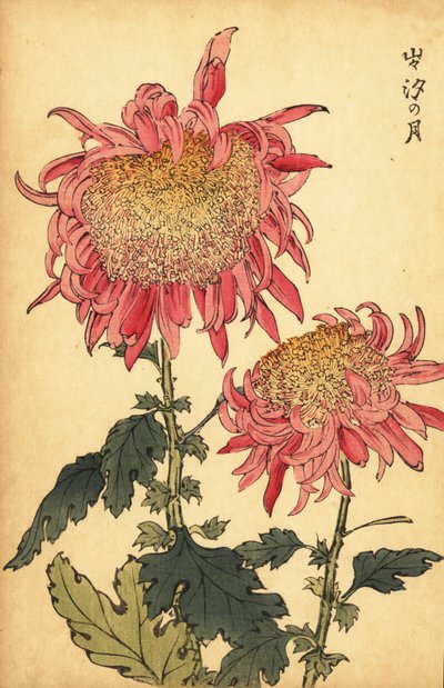 Hybrid salmon-pink chrysanthemum by Keika Hasegawa
