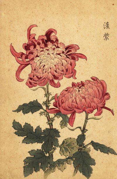 Hybrid Salmon-Pink Chrysanthemum, 1893 (engraving) by Keika Hasegawa