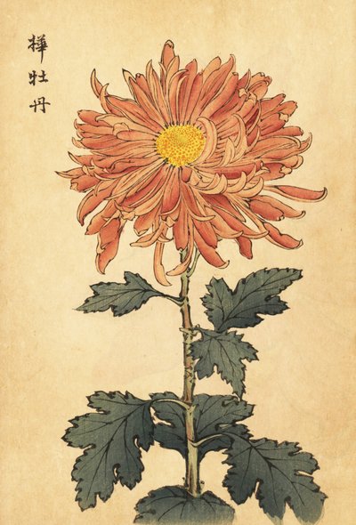 Hybrid Salmon-Pink Chrysanthemum, 1893 (engraving) by Keika Hasegawa