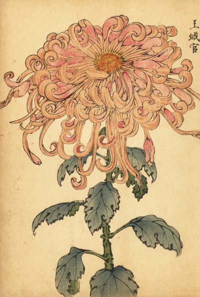 Hybrid Salmon-Pink Chrysanthemum with Curled Petals (engraving) by Keika Hasegawa