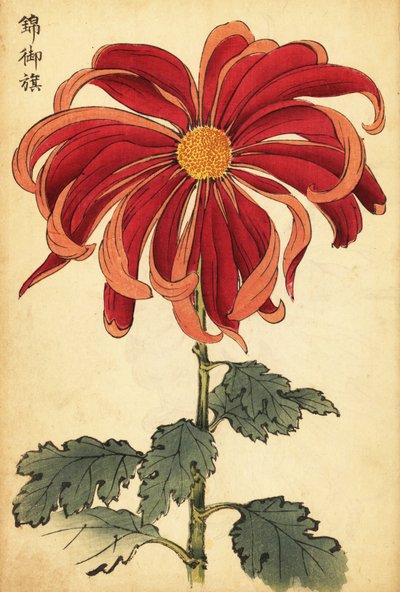 Hybrid Scarlet and Pink Chrysanthemum (1893) by Keika Hasegawa