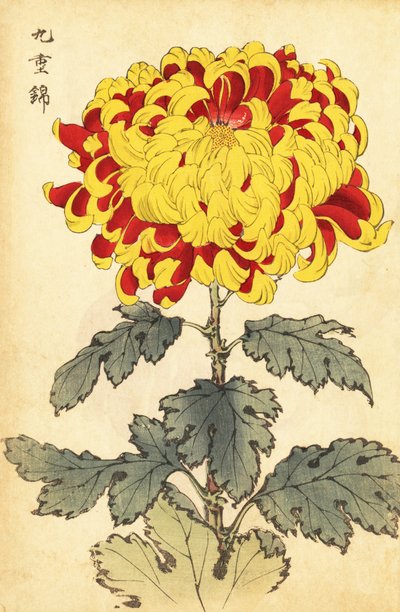Hybrid Scarlet and Yellow Chrysanthemum (engraving) by Keika Hasegawa