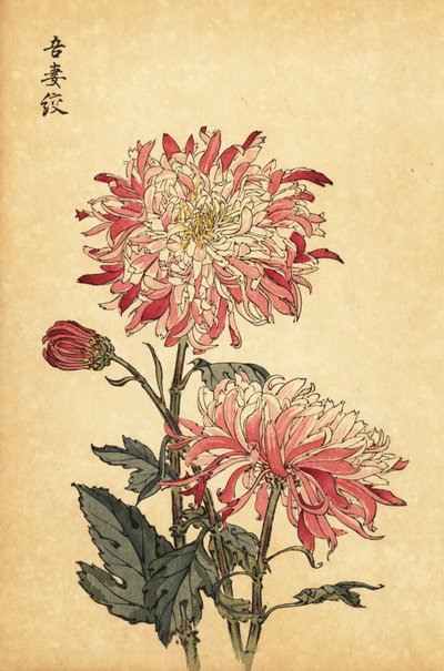 Hybrid Variegated White and Pink Chrysanthemum by Keika Hasegawa