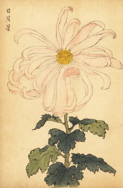 Hybrid white and pink chrysanthemum (engraving) by Keika Hasegawa