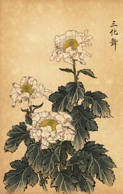 Hybrid white and pink chrysanthemum (1893) by Keika Hasegawa
