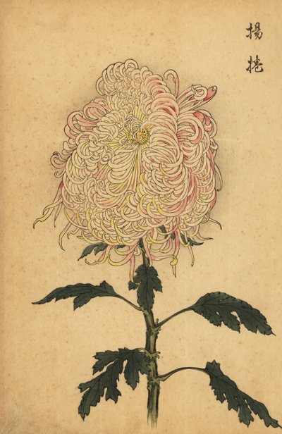 Hybrid white and pink quill chrysanthemum, 1893 by Keika Hasegawa