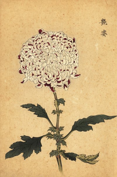 Hybrid white and purple pompon chrysanthemum by Keika Hasegawa
