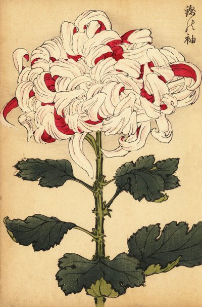 Hybrid White and Scarlet Chrysanthemum (engraving) by Keika Hasegawa