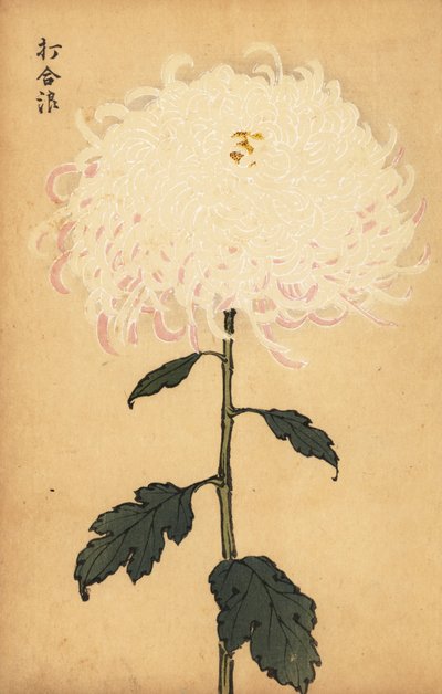 Hybrid White Chrysanthemum by Keika Hasegawa