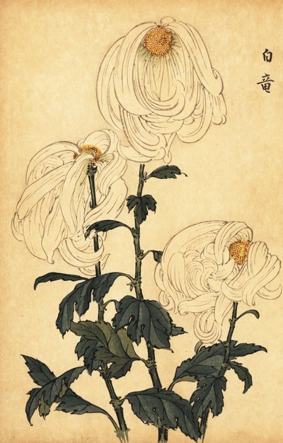 Hybrid white chrysanthemum (1893) by Keika Hasegawa
