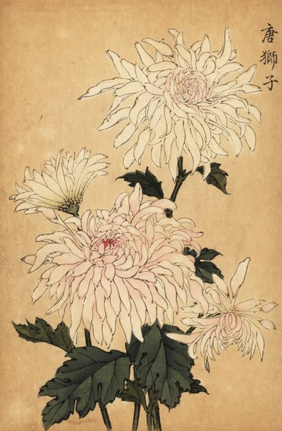 Hybrid White Chrysanthemum, Chrysanthemum Indicum (engraving) by Keika Hasegawa