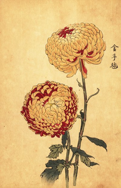 Hybrid Yellow and Scarlet Pompon Chrysanthemum by Keika Hasegawa