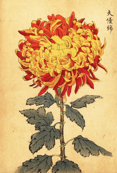 Hybrid Yellow and Scarlet Pompon Chrysanthemum (engraving) by Keika Hasegawa
