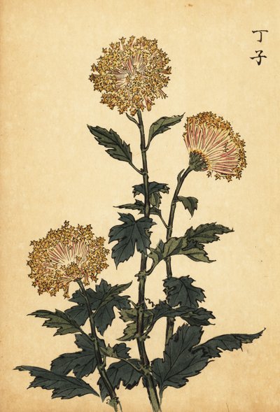 Hybrid Yellow Chrysanthemum (1893) by Keika Hasegawa