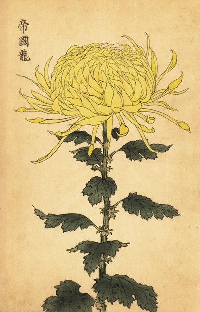 Hybrid Yellow Chrysanthemum (engraving) by Keika Hasegawa