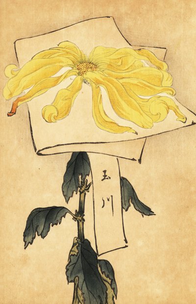 Hybrid Yellow Chrysanthemum, Chrysanthemum indicum by Keika Hasegawa