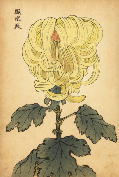 Hybrid yellow incurve chrysanthemum, 1893 by Keika Hasegawa