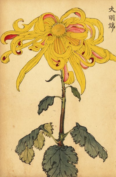 Hybrid yellow irregular chrysanthemum by Keika Hasegawa
