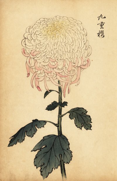 Variegated white and pink chrysanthemum (1893) by Keika Hasegawa