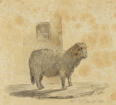 Sheep by Kellogg, Miner Kilbourne