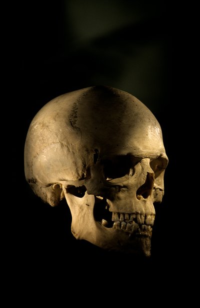 Modern Human Skull, George Washington University by Kenneth Garrett