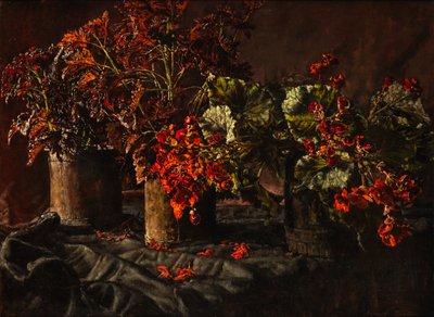 Begonias by Kenneth Newton