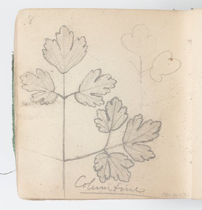 Sketchbook Page: Columbine by Kenyon Cox