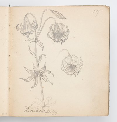 Sketchbook Page: Meadow Lily by Kenyon Cox