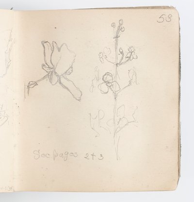 Sketchbook Page: Sketch of Flower by Kenyon Cox