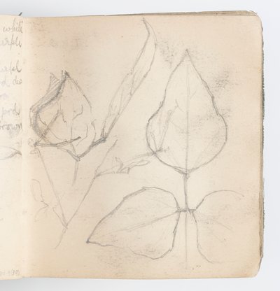 Sketchbook Page: Study of Leaves by Kenyon Cox