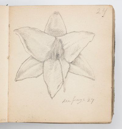 Sketchbook Page: Yellow Lily by Kenyon Cox