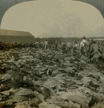 Cutting Tobacco, Kentucky, U.S.A. by Keystone View Company