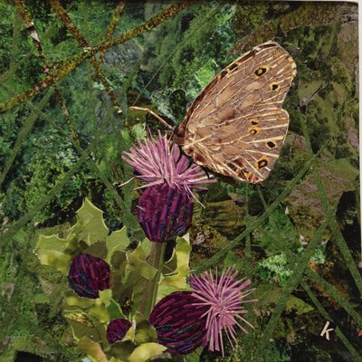 Flit - Satyr Butterfly on Thistle by Kirstie Adamson