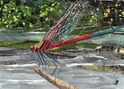 Red Dragonfly by Kirstie Adamson
