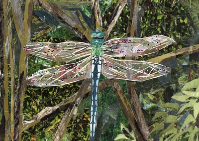 Turquoise Dragonfly by Kirstie Adamson
