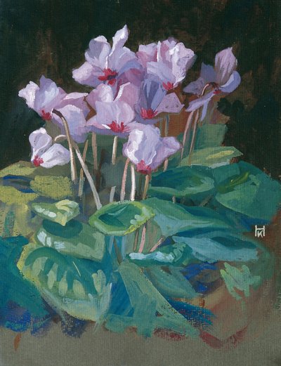 Cyclamen by Klara Hasslwander