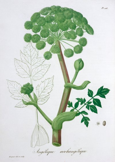 Angelica Archangelica by LFJ Hoquart