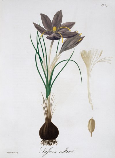 Saffron Crocus by LFJ Hoquart