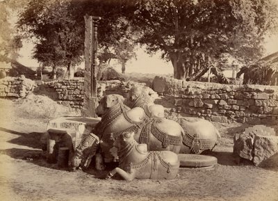 Sacred Bulls in Warungal Fort by Lala Deen Dayal