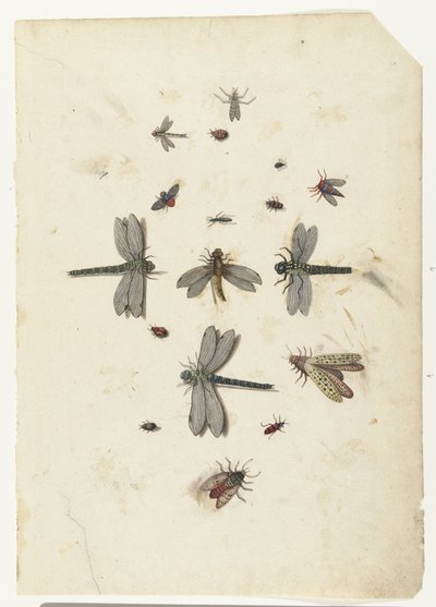 Dragonflies and flying insects by Lambert Lombard